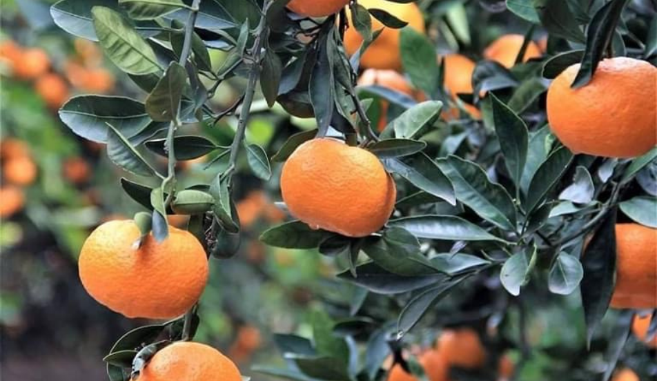 Hatay’da Mandalina dalında kaldı