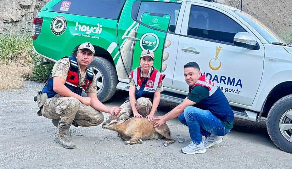 JANDARMA'DAN YARALI DAĞ KEÇİSİNE ŞEFKAT ELİ