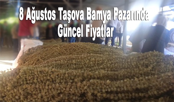 TAŞOVA’DA KURULAN BAMYA PAZARINDA ÇİÇEK BAMYASI FİYATLARI DİKKAT ÇEKTİ