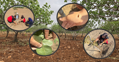 ŞANLIURFA'DA ANTEPFISTIĞI BAHÇELERİNDE ZARARLI TESPİTİ VE ÜRETİCİYE TEKNİK DESTEK!