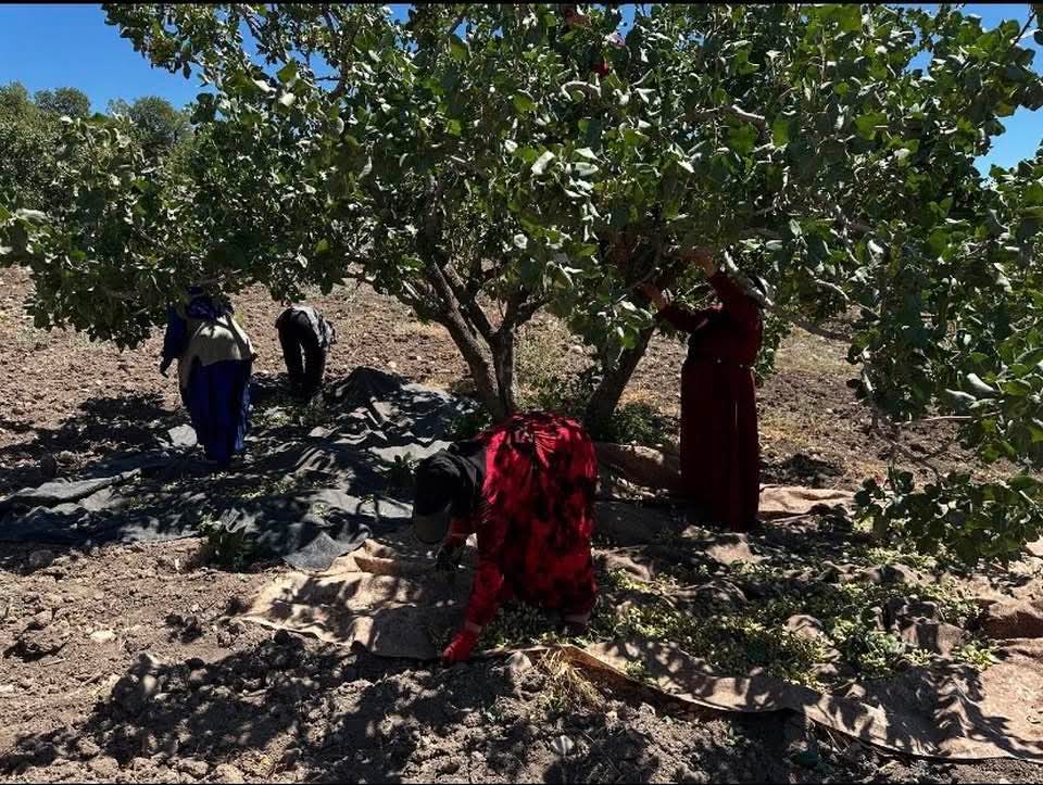 SİNCİK’TE DON FELAKETİ ANTEP FISTIĞI ÜRETİCİSİNİ VURDU