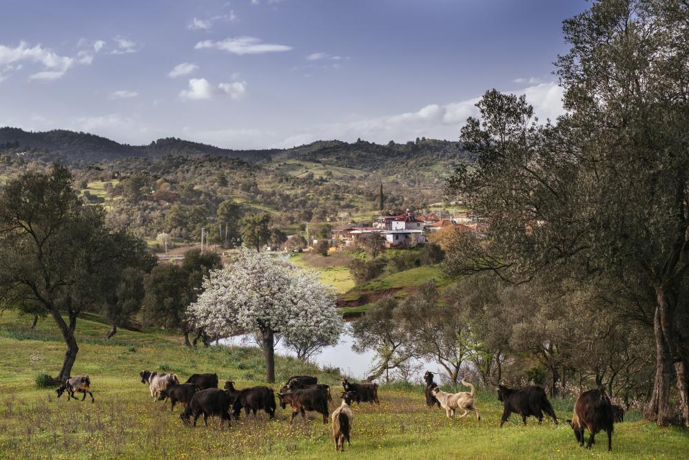 SEFERİHİSAR\'DA ZEYTİN FESTİVALİ HEYECANI