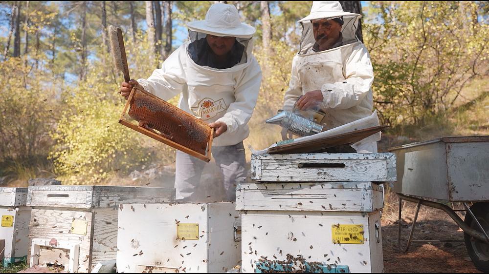 TÜRK ÇAM BALI COĞRAFİ İŞARETLE DÜNYAYA AÇILMAYA HAZIRLANIYOR