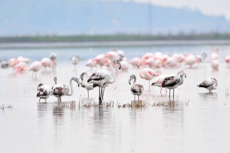EDİRNE GALA GÖLÜ İÇİN TEHLİKE ÇANLARI